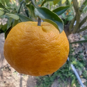 広島産 希少柑橘  はれひめとレモン 合計 5kg 