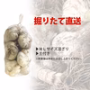 掘りたて！青森県産 生にんにく ＬМサイズ混ざり 土付き