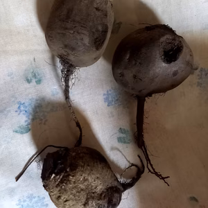 売り切れ御免、訳ありお得‼️八ヶ岳高原のビーツ（農薬・化学肥料不使用）1キロ