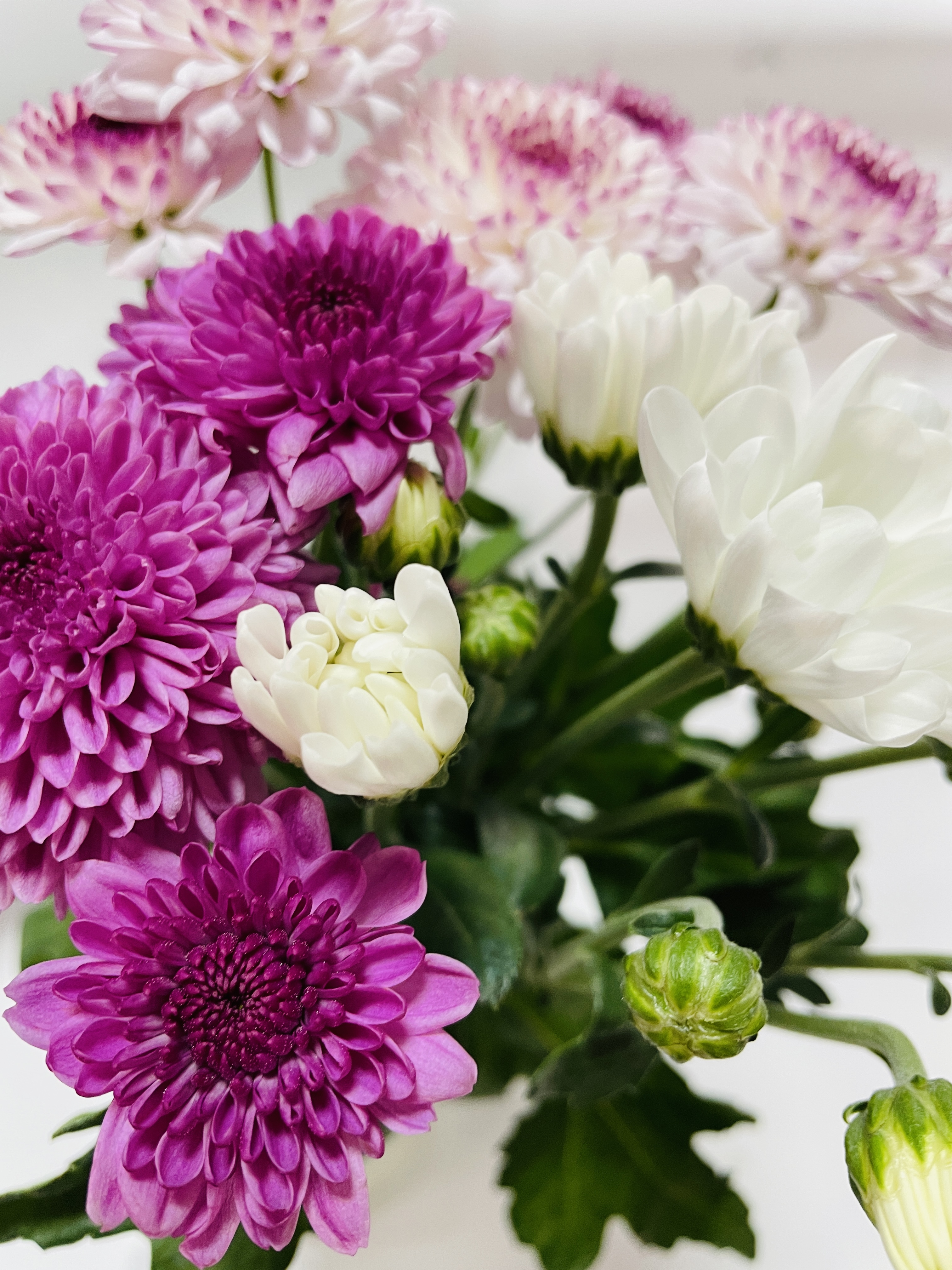 リピート販売です♬人気の ❰ 蓮と菊 ❱ ♡ ボリューミーな2個セット