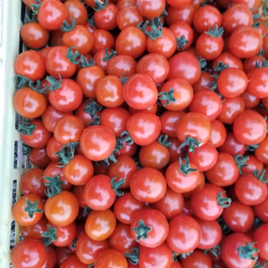 極上のミニトマト千果