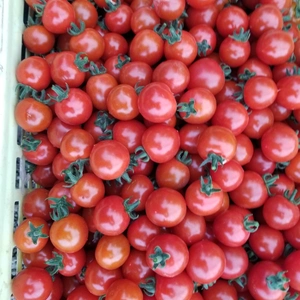 極上のミニトマト千果
