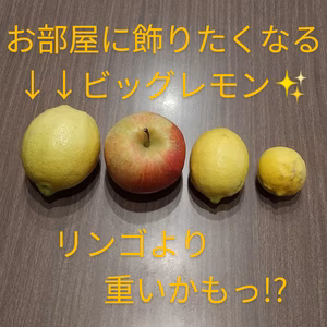 ビッグレモン　数量限定【農薬不使用】