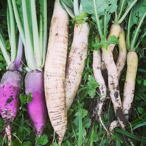 【12/6-12/10発送】会津伝統野菜お歳暮セット《限定5個》