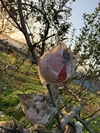 【上岡里織様専用】無農薬栽培りんご（シナノスート）5kg 