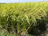 【定期】一等米！低農薬の新米コシヒカリ（玄米）－冷めてももちもち！つやつや！ー