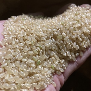 \\令和2年産新米//つちや農園「コシヒカリ」
