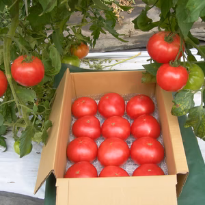 今が旬！夏の大玉の有機トマト箱入り（4ｋｇ程度）