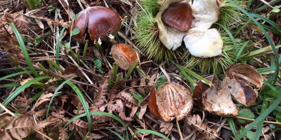 クマが写ってました、、、、めちゃ栗食べてます、、、、