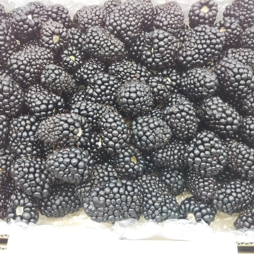 完全加工用2kg 幸せブラックベリー 3品種形いろいろ 農家漁師から産地直送の通販 ポケットマルシェ