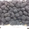 完全加工用2kg-幸せブラックベリー！(3品種形いろいろ）