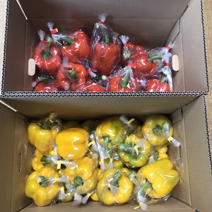 山形県産パプリカLLサイズ40個約10ｋｇ