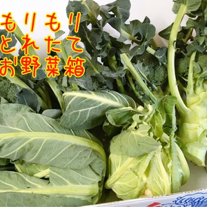 3箱くらい福箱収穫ブロッコリー4本茎がおいしい生でおいしいカリフラワ２本