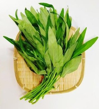 空芯菜の通販・お取り寄せ商品｜野菜｜ポケットマルシェ｜産地