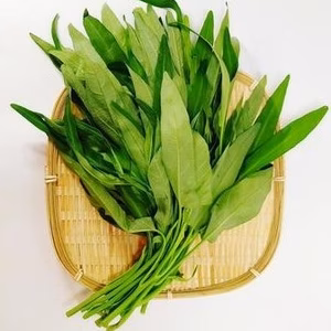 空芯菜（エンツァイ）　栽培期間中農薬不使用
