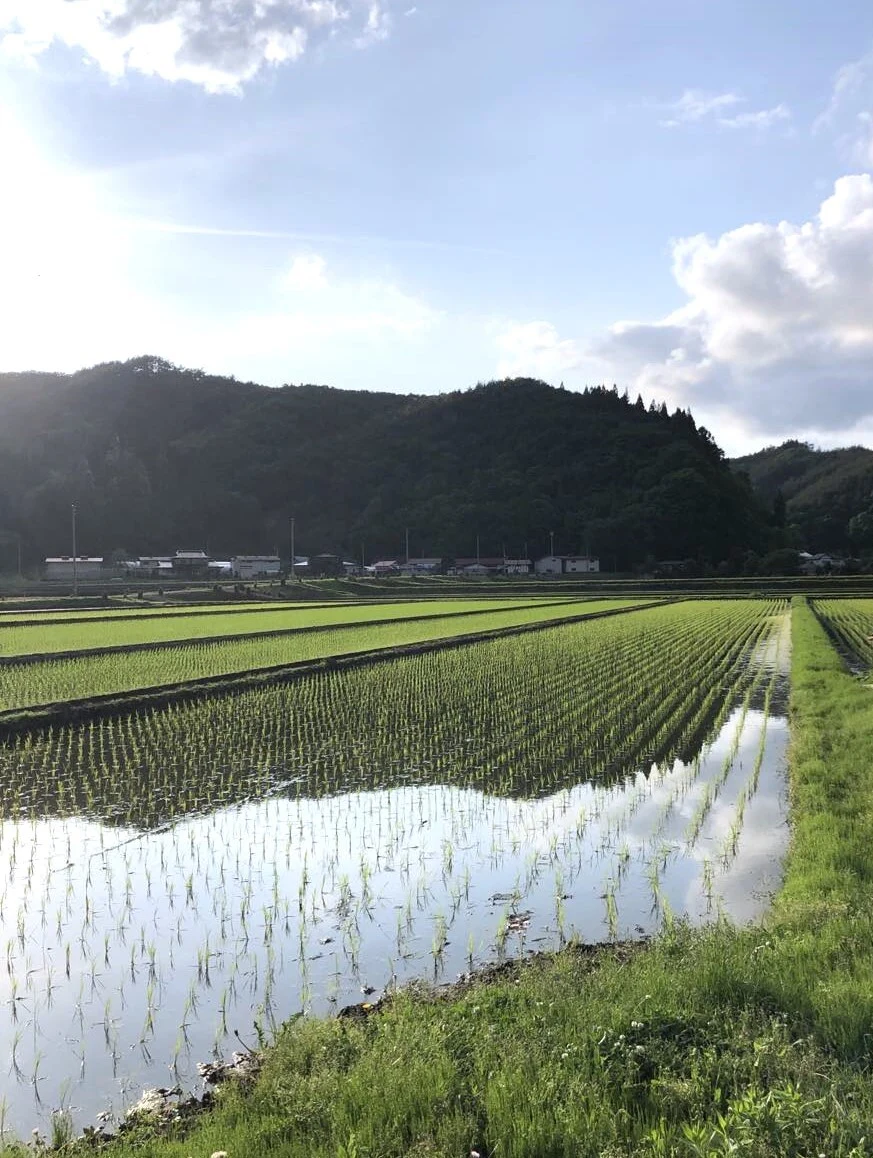 【新米】一目惚れする美味しさ♪ひとめぼれ 無洗米 特別栽培米