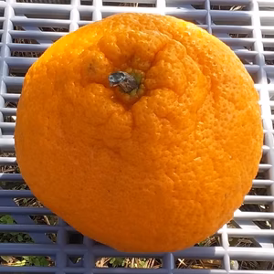 【はるみ】みかん大玉L/LL混在❬2kg❭和歌山産（冷蔵便）