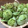ふき味噌を作ろう！自然栽培ふきのとう【農薬不使用】