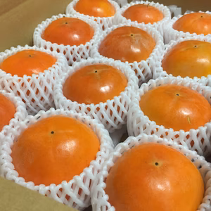 ふくおかエコ農産物認証の富有柿 12玉詰め　贈答用