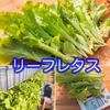 【ハウス高設栽培】サラダ野菜6種セット【無農薬】