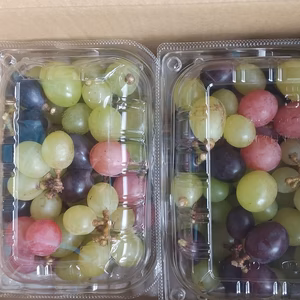 ご家庭用（訳あり品）季節のぶどう食べ比べ宝石箱　３品種入り