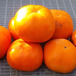 【訳あり】紀州てまり柿「糖度1７度」(S.M.L)混在2K和歌山産