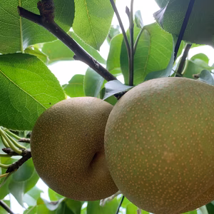 二代目川添果樹園のシャキシャキ幸水梨