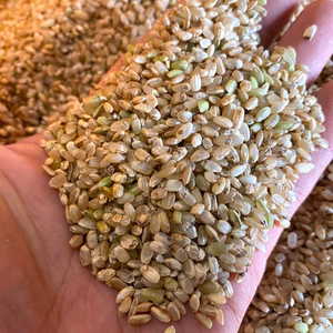 自然栽培くず米（選別2回目）