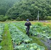 【1年に1度しか味わえない、越冬キャベツのお届けに参りました。】　≪３玉≫