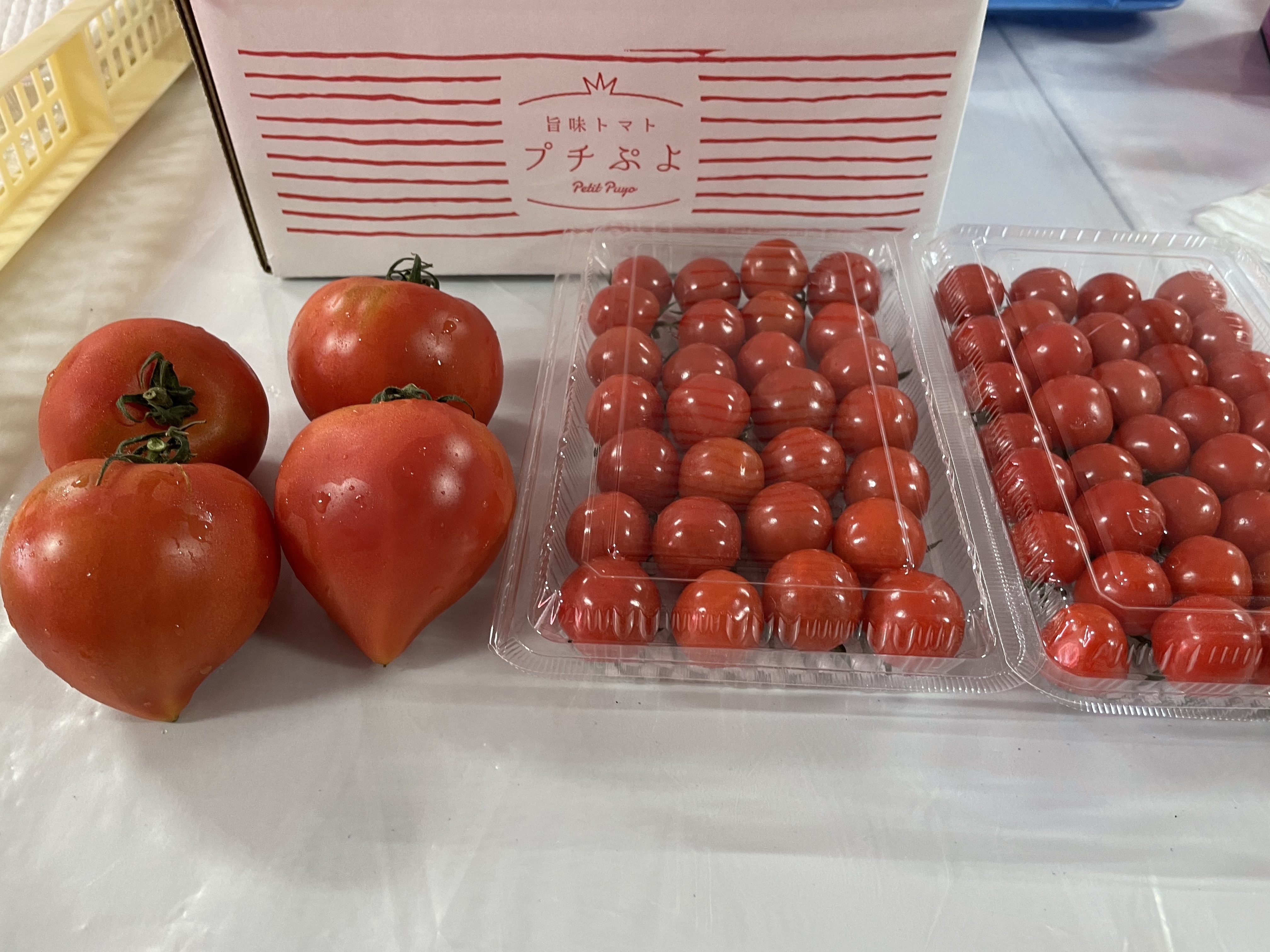 トマト プチ ぷよ つやぷるん／プチぷよ＞ミニトマトの品種：旬の野菜百科
