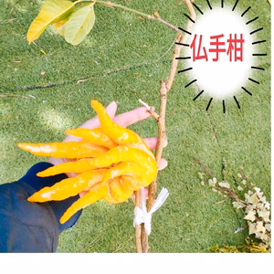 最終セール❢希少価値！！！新春!しおり＆仏手柑　演出や紅茶などに