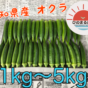 夏野菜 おくら 高知県産ひのまるオクラ A品＆B品  新鮮 産地直送！