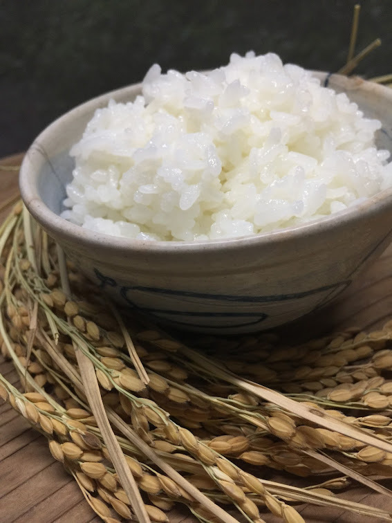 丹後のこしひかり飯用米 白米25k 【公式通販】