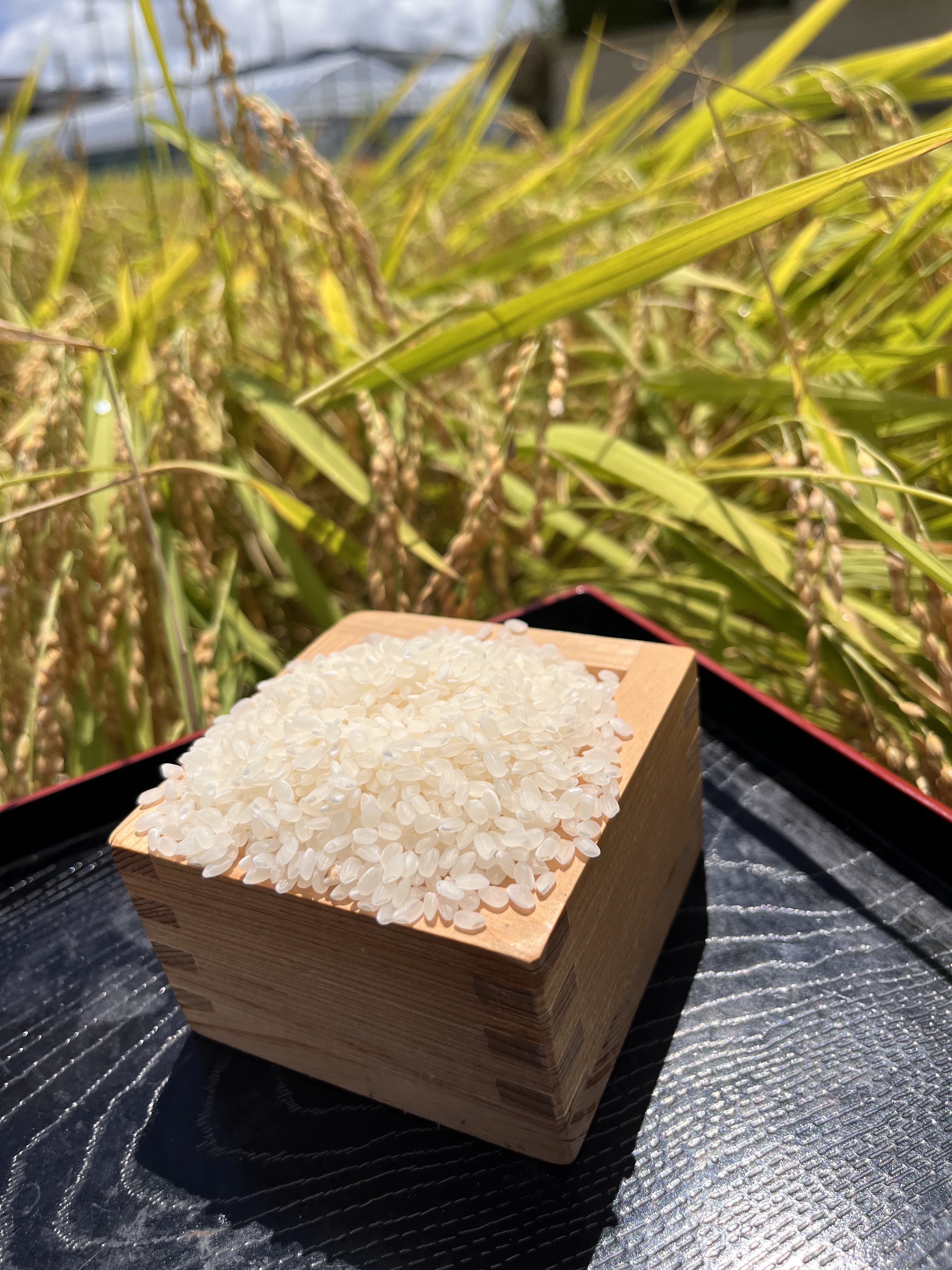 令和7年・高知県いの町産 新米コシヒカリ(精米)3㎏｜白米の商品