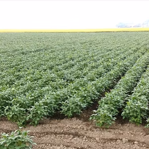 【石巻産】秘伝豆枝豆1㎏