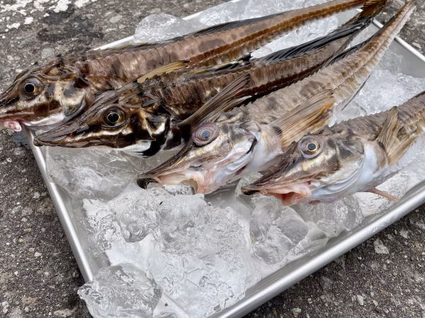 【知床羅臼直送】ハッカク(トクビレ) お刺身、焼物、軍艦焼き等