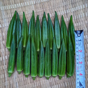 訳あり規格外【常温便】オクラ　※ゆうパケット発送