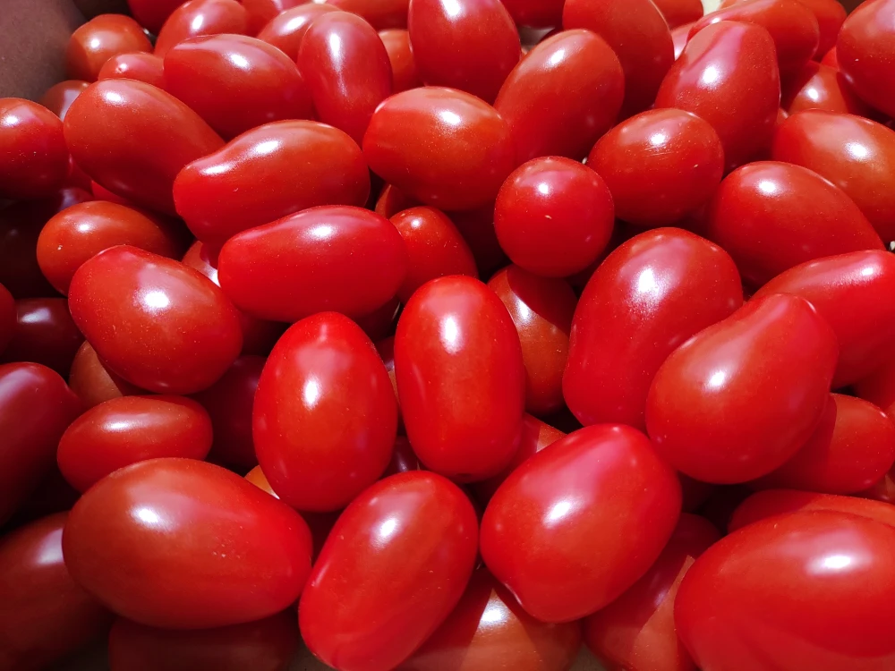 ★特別販売：ミニトマト3種食べ比べ★甘っこ・雅・ロッソナポリタンとセット