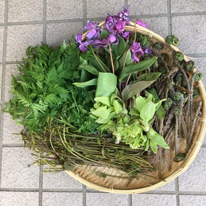 春の里山の美味しさ　ふきのとう･かたくり･アケビの芽・山にんじん･赤こごみ