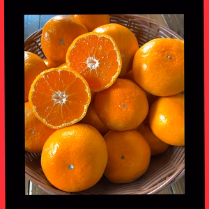 大玉 本気みかん 有田みかん 家庭用 ミカン