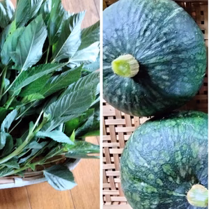 モロヘイヤ2キロとかぼちゃ1個（約1キロ）　旬の野菜のおまけ付き