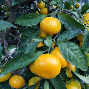 極早生みかん　箱込4.5㌔とおまけつき　