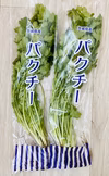 安心、安全、無農薬の朝獲れパクチー(*☻-☻*) ※クール便