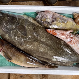 竹コース【４月発送】船頭にお任せ！鮮魚ボックス（詰め合わせ）