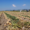 淡路島産たまねぎといえばコレ『中生たまねぎターザン』