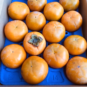 農家直送⭐️岐阜県富有柿‼️ 家庭用14個入り