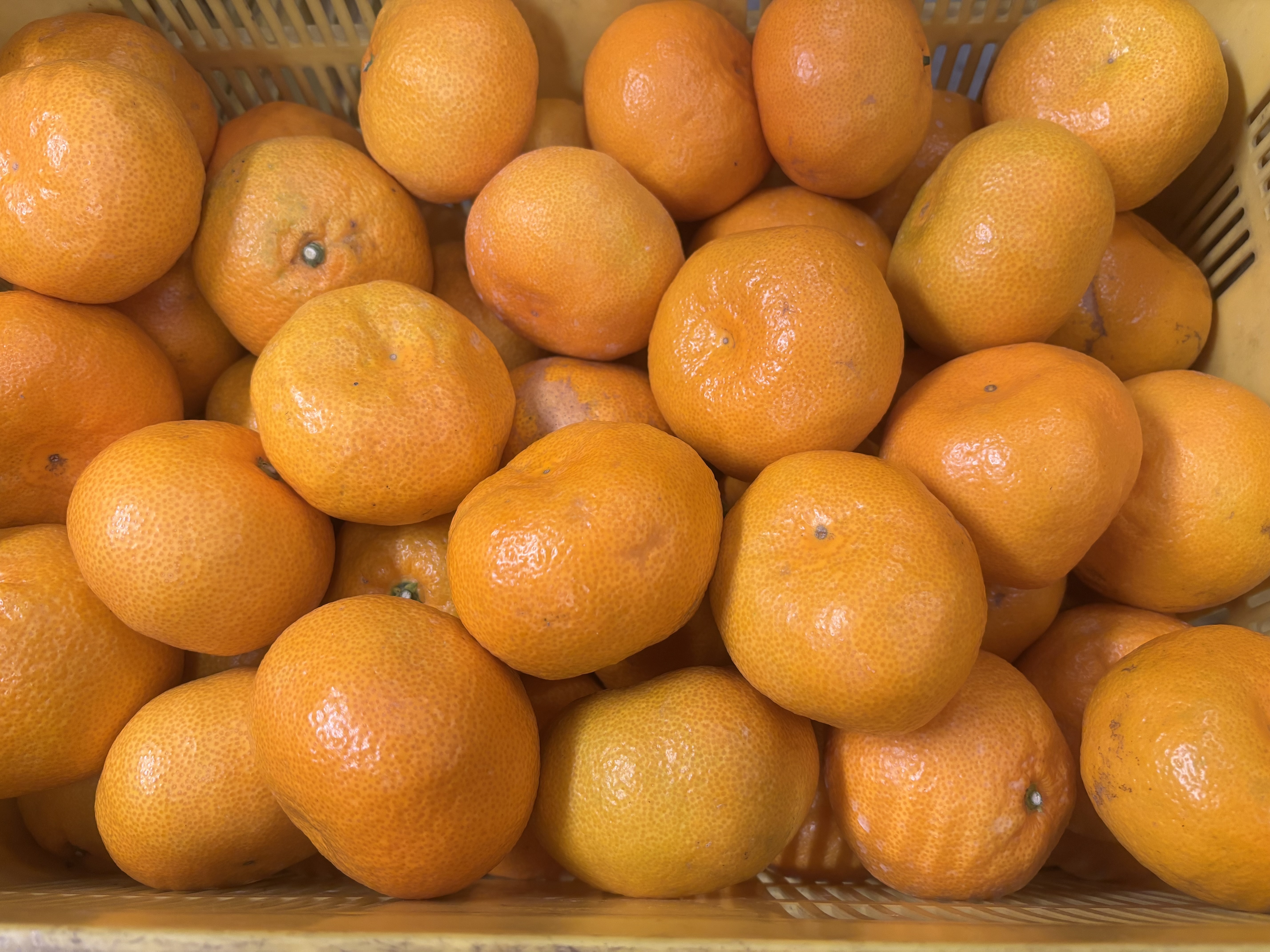 和歌山産 極早生 みかん 大玉 超大玉 家庭用｜みかんの商品詳細