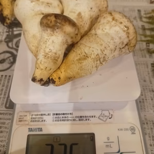 特価!◆ニセコ産◆白松茸(モミタケ)きのこ