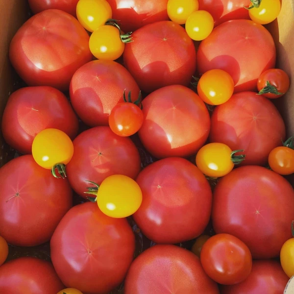 【豊作につき実質送料無料‼︎】トマトおまかせセット２キロ箱×２ケース‼︎