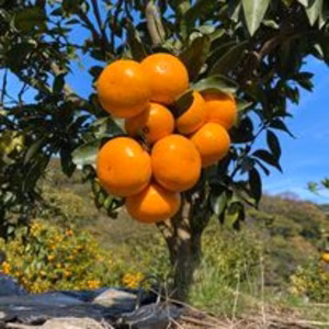 【訳あり】温州みかん（品種：大津など） 2kg　低農薬・農薬不使用